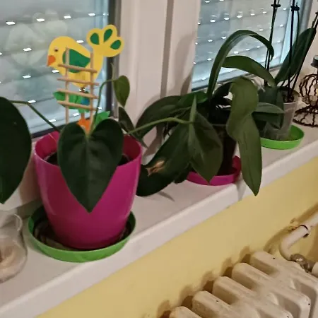 Viva * Скопье